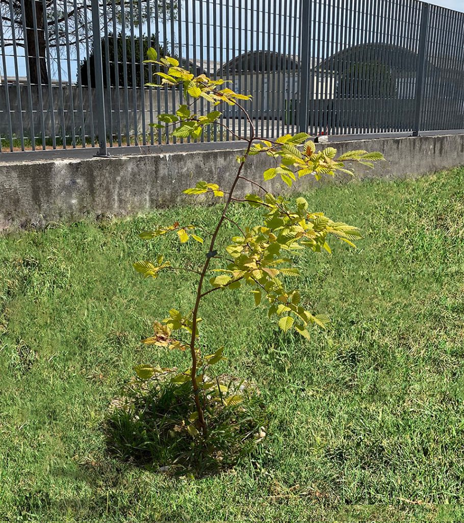 grown tree